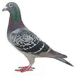 pombo1.jpg